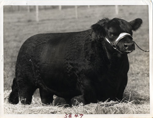 Ermitre of Haymount, International Grand Reserve Champion